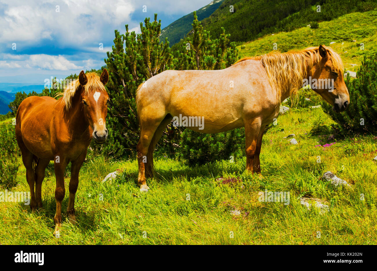 Beautiful landscape with wild horses in the mountain Stock Photo - Alamy