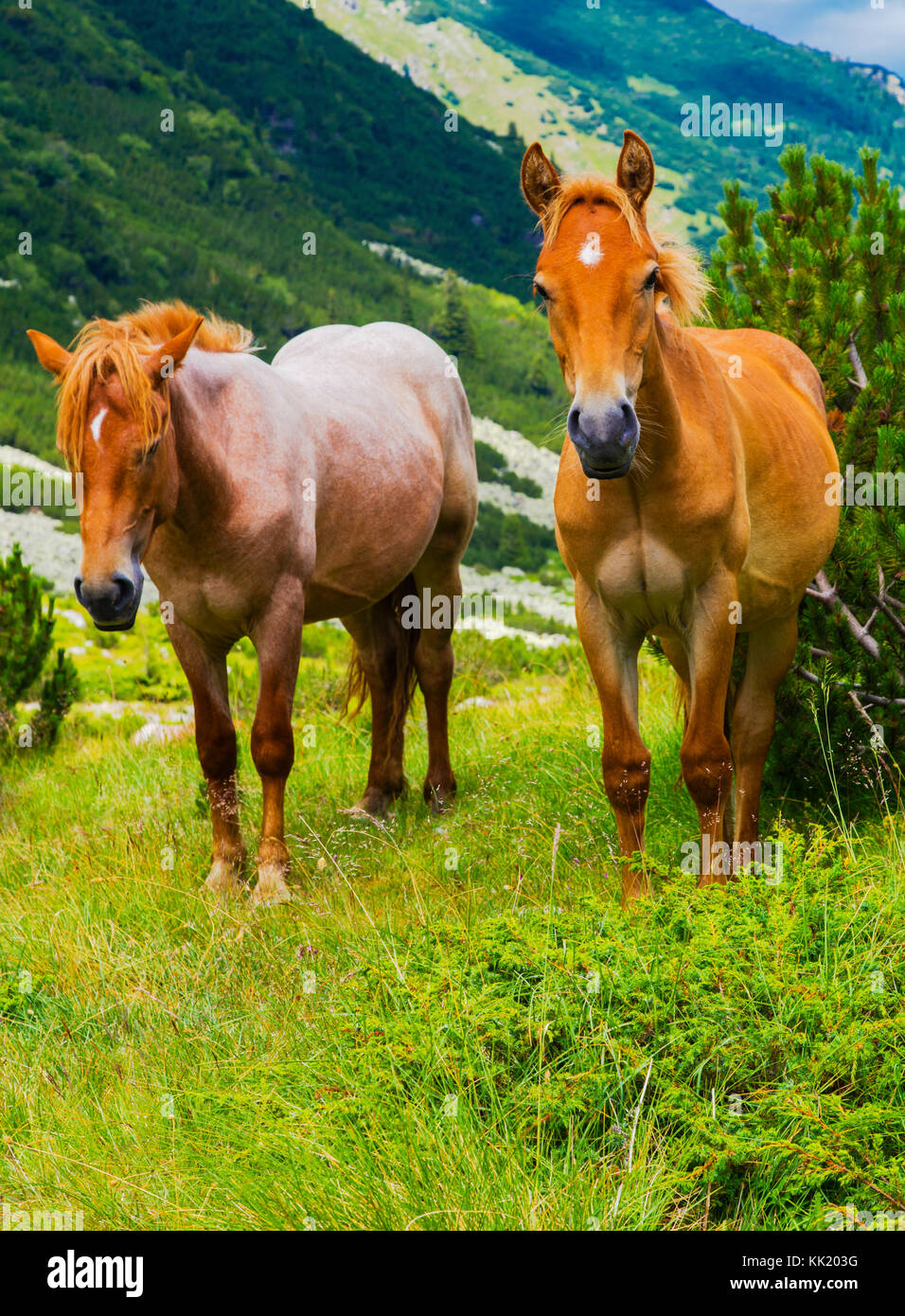 Beautiful landscape with wild horses in the mountain Stock Photo - Alamy