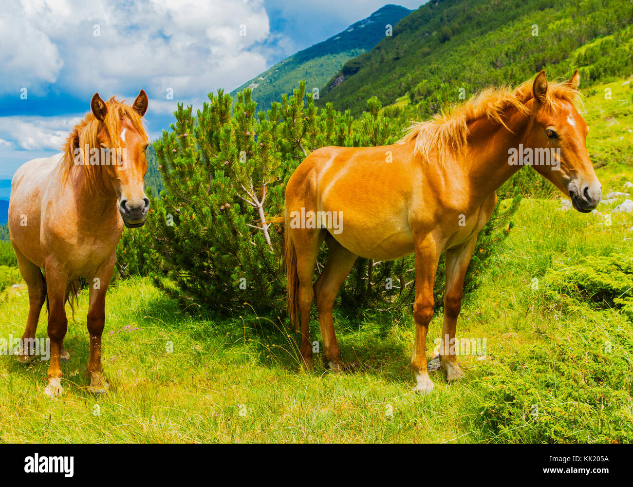 Beautiful landscape with wild horses in the mountain Stock Photo - Alamy