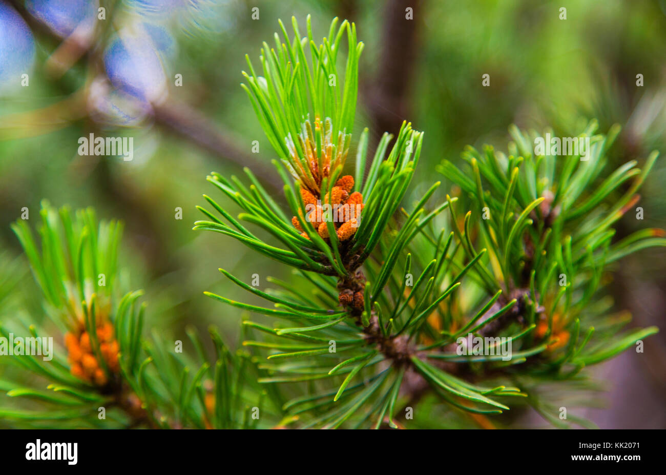 Fresh branch of fir tree with fir cones closeup Stock Photo - Alamy