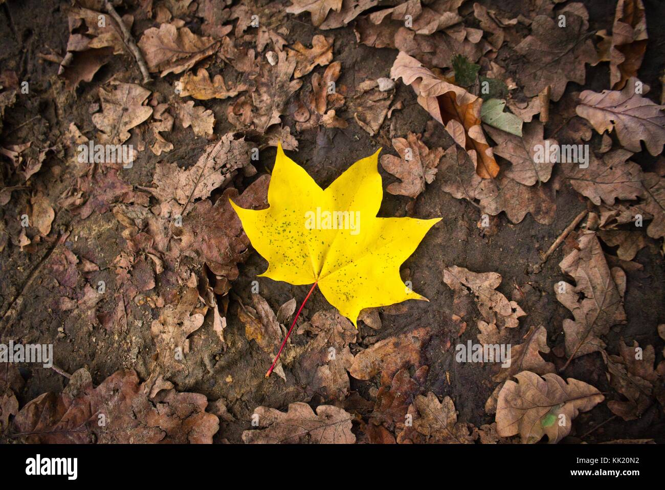 Yellow autumn leaf on forest floor Stock Photo - Alamy
