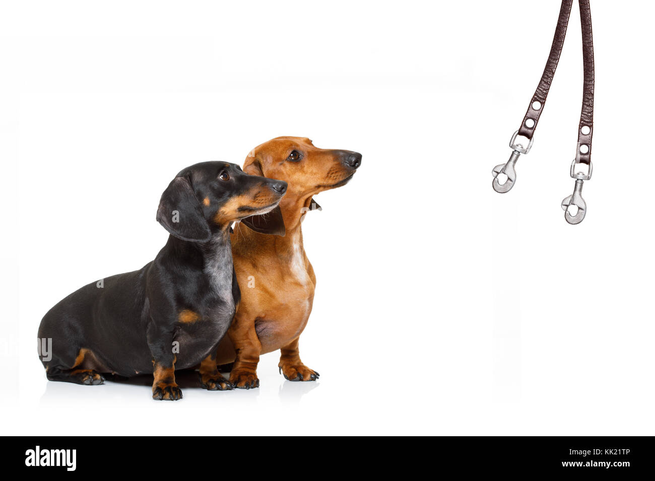 couple of dachshund or sausage  dogs waiting for owner to play  and go for a walk with leash, isolated on white background Stock Photo