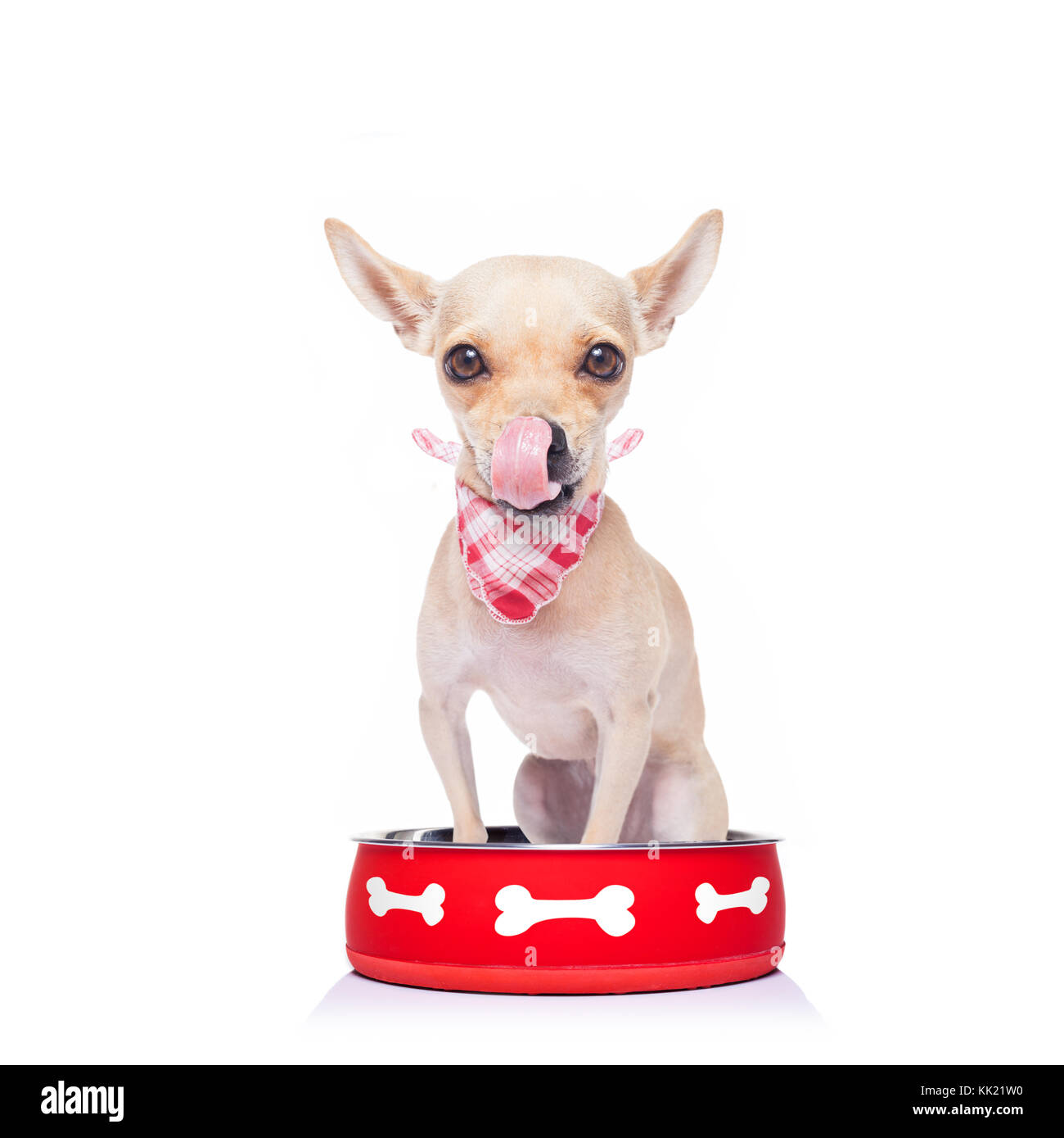 hungry  chihuahua dog inside empty  bowl, isolated white background ,  begging for food, licking tongue Stock Photo