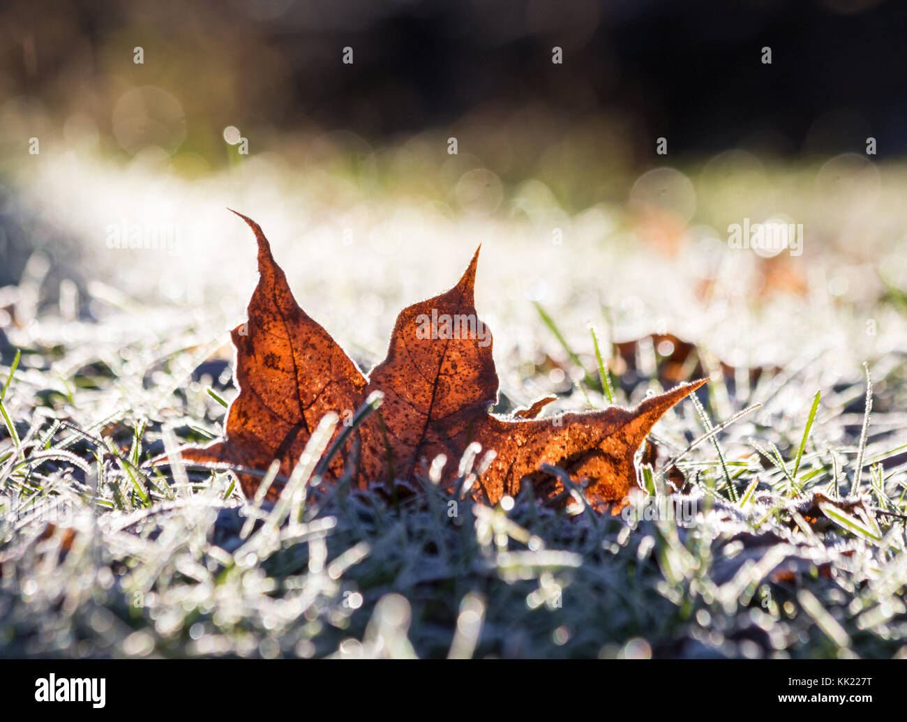 Maple leaf on frozen ground Stock Photo - Alamy