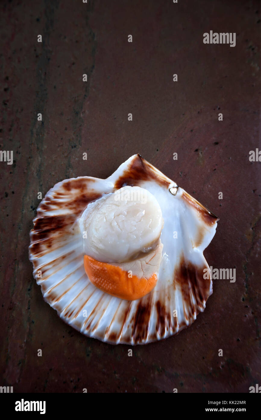 Single king scallop with coral in half shell on stone base. Portrait vertical format. Stock Photo