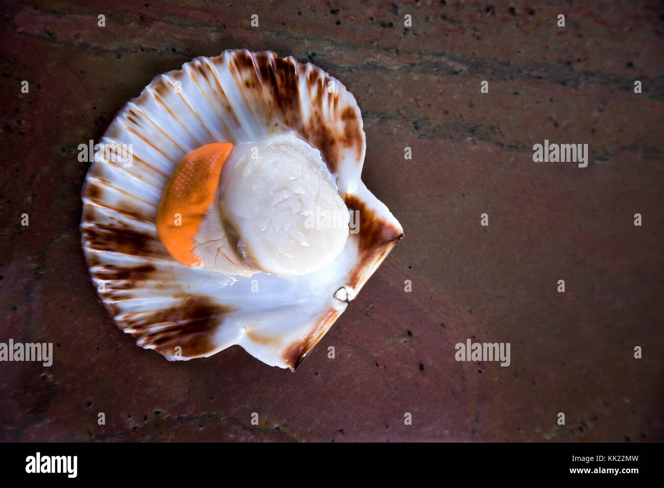 King scallop with coral shucked and ready to cook hires stock