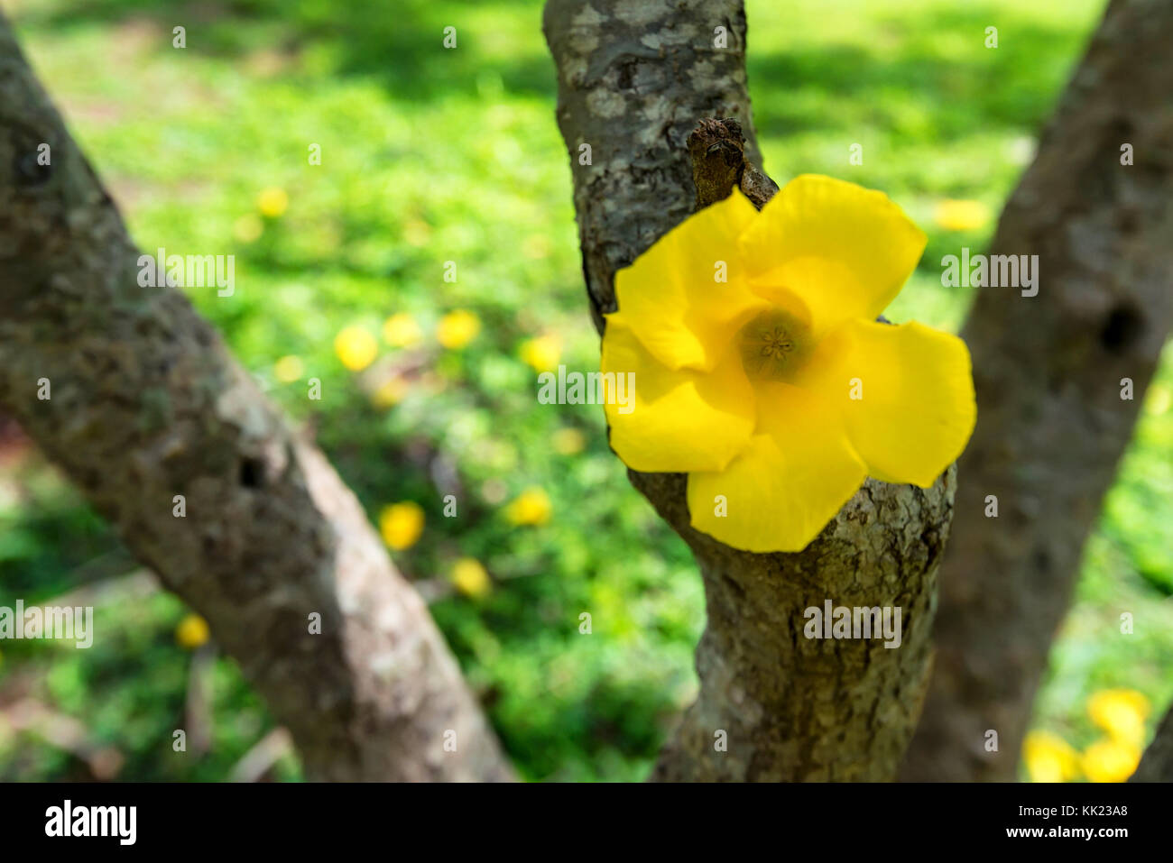Yellow Cascabela thevetia flower in nature garden Stock Photo