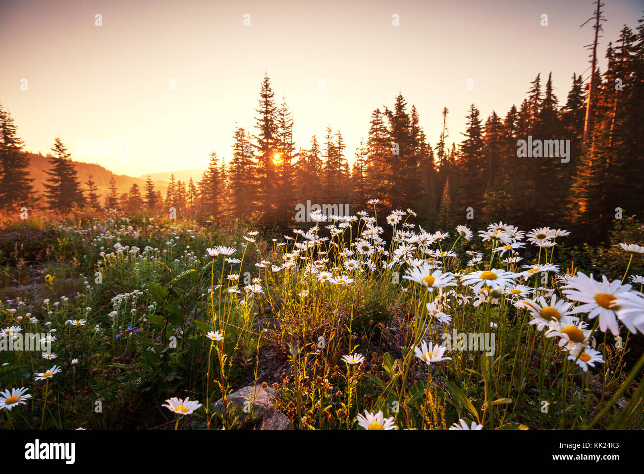meadow in mountains Stock Photo - Alamy
