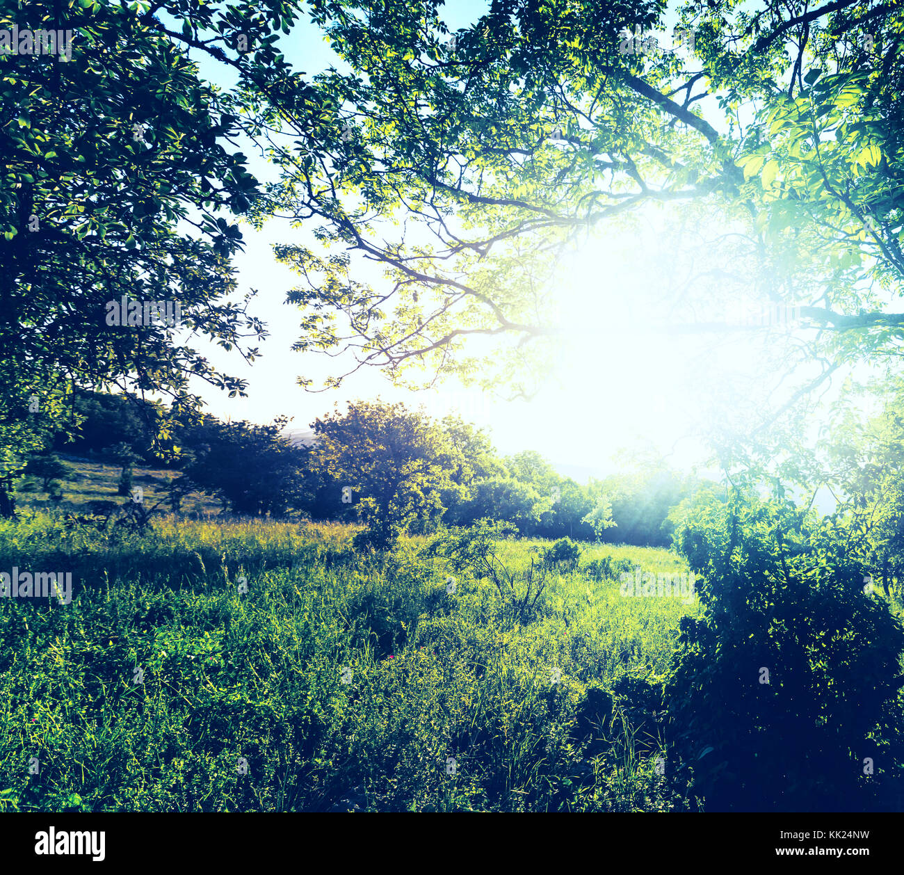 meadow in mountains Stock Photo - Alamy