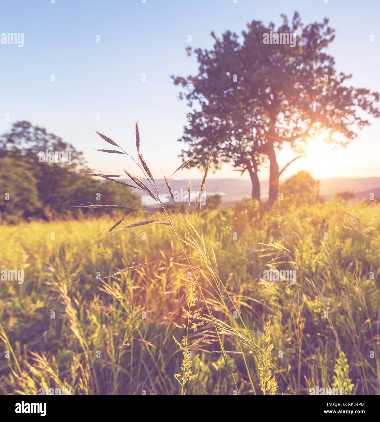 meadow in mountains Stock Photo - Alamy