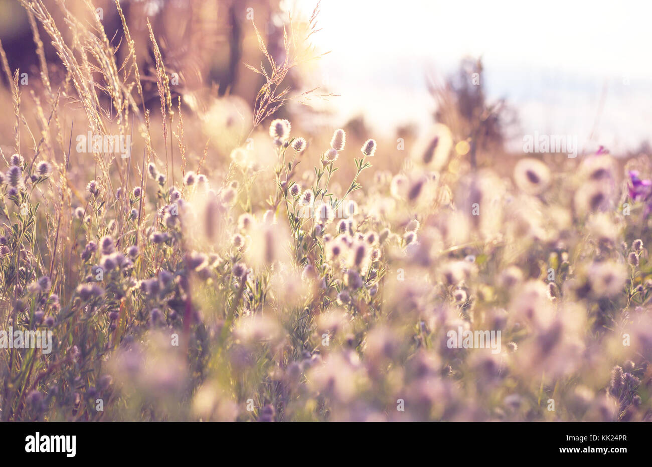 meadow in mountains Stock Photo - Alamy