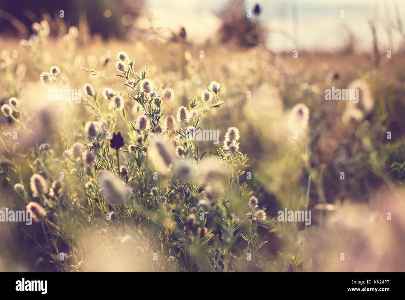 meadow in mountains Stock Photo - Alamy