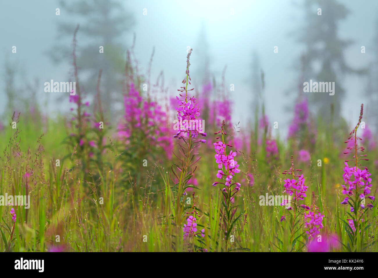 Summer flowers on the foggy meadow Stock Photo - Alamy