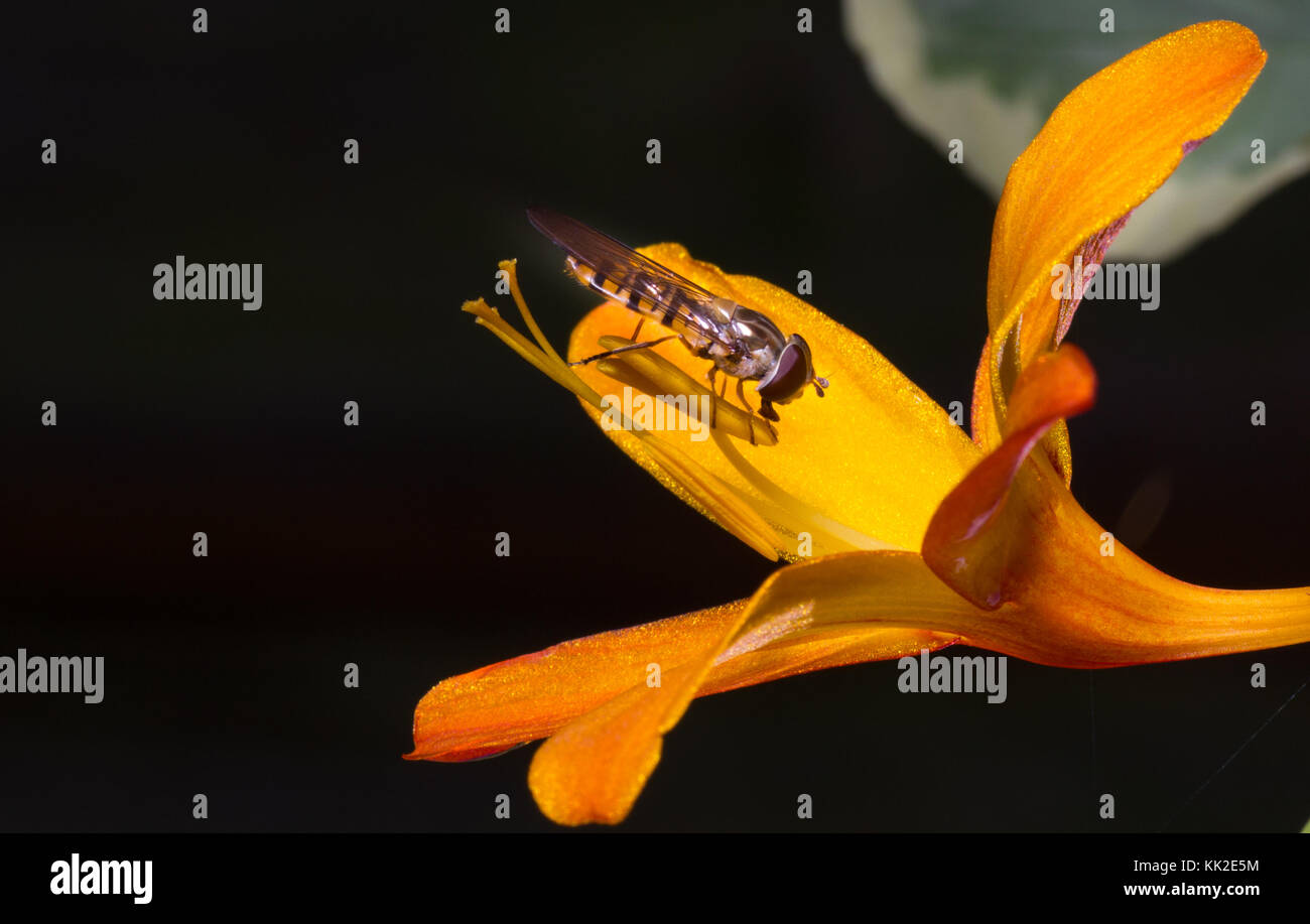 Hoverfly pollinating an orange crocosmia/montbretia  flower Stock Photo