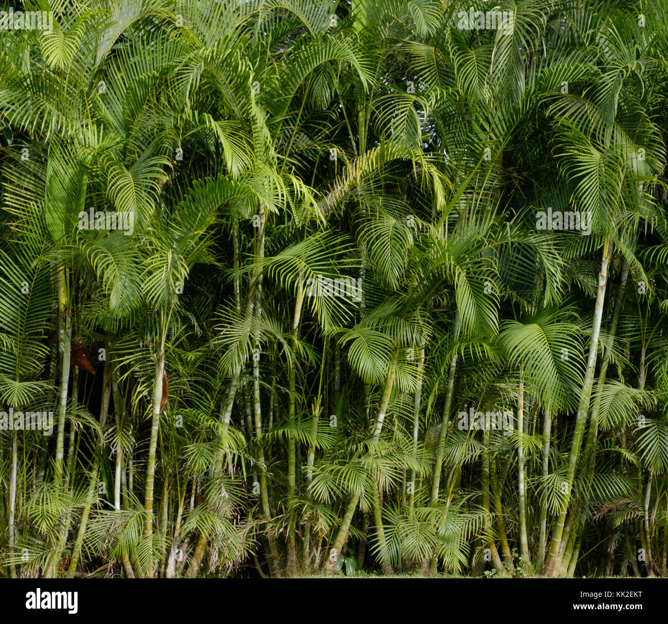 palm tree background - tropical  jungle , palm trees Stock Photo