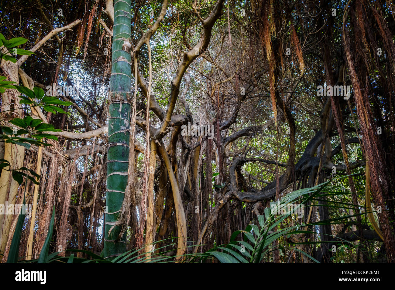 aerial roots and lianes hanging from trees inside tropical forest / rainforest / jungle Stock Photo