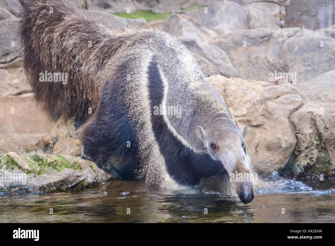 Giant anteater (Myrmecophaga tridactyla), also known as the ant bear ...