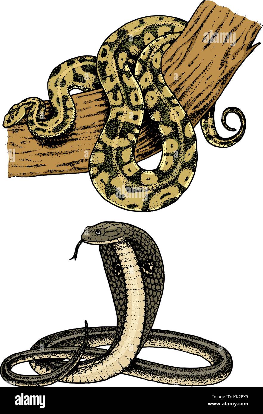 Viper snake. serpent cobra and python, anaconda or viper, royal. engraved  hand drawn in old sketch, vintage style for sticker and tattoo. ophidian  and asp Stock Vector Image & Art - Alamy