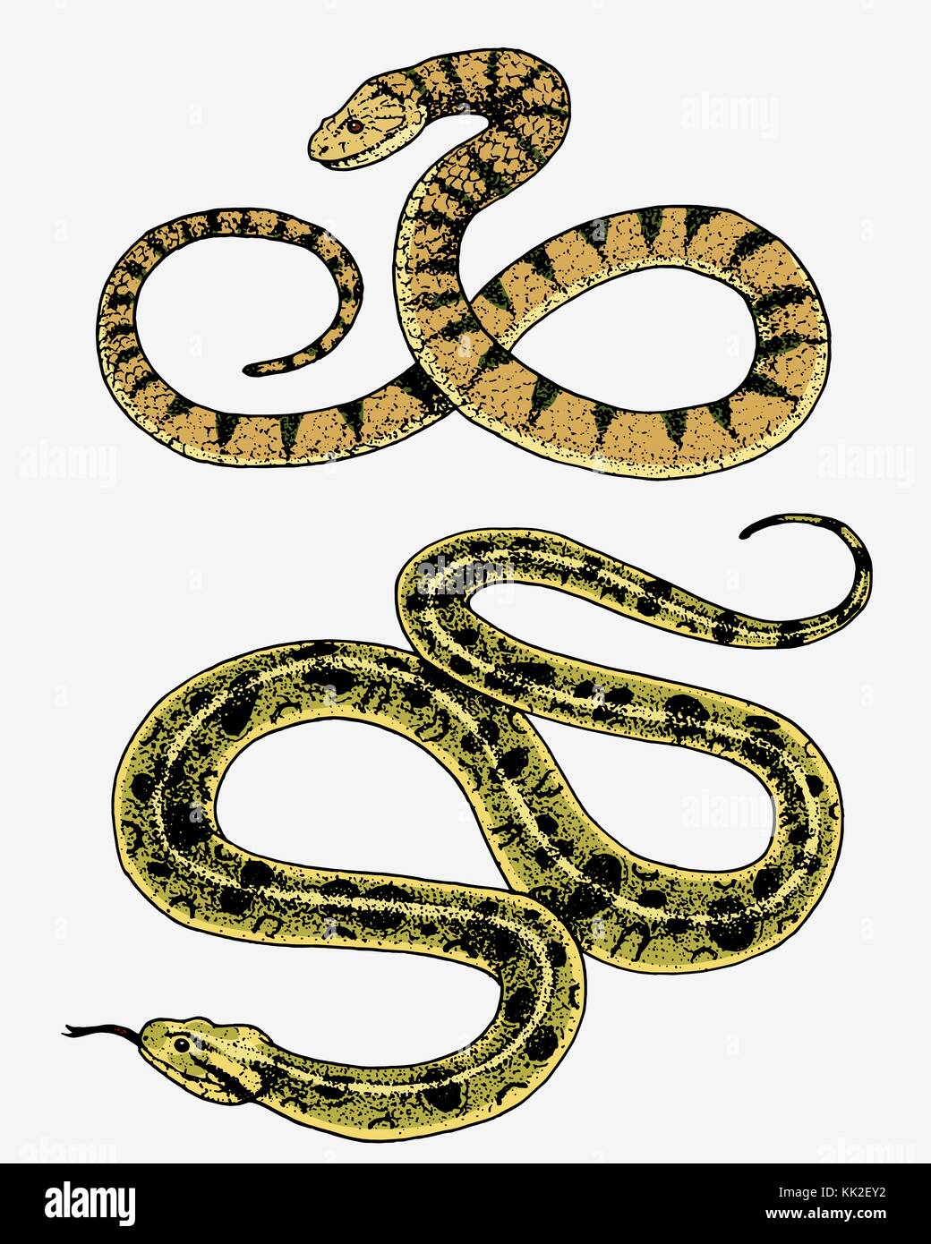 Viper Snake Serpent Cobra And Python Anaconda Or Viper Royal Engraved Hand Drawn In Old Sketch Vintage Style For Sticker And Tattoo Ophidian And Asp Stock Vector Image Art Alamy Viper Snake Serpent Cobra And Python Anaconda Or Viper Royal Engraved Hand Drawn In Old Sketch Vintage Style For Sticker And Tattoo Ophidian And Asp Stock Vector Image Art Alamy