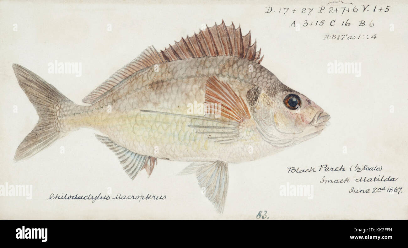 Southern Pacific fishes illustrations by F.E. Clarke 18 Stock Photo