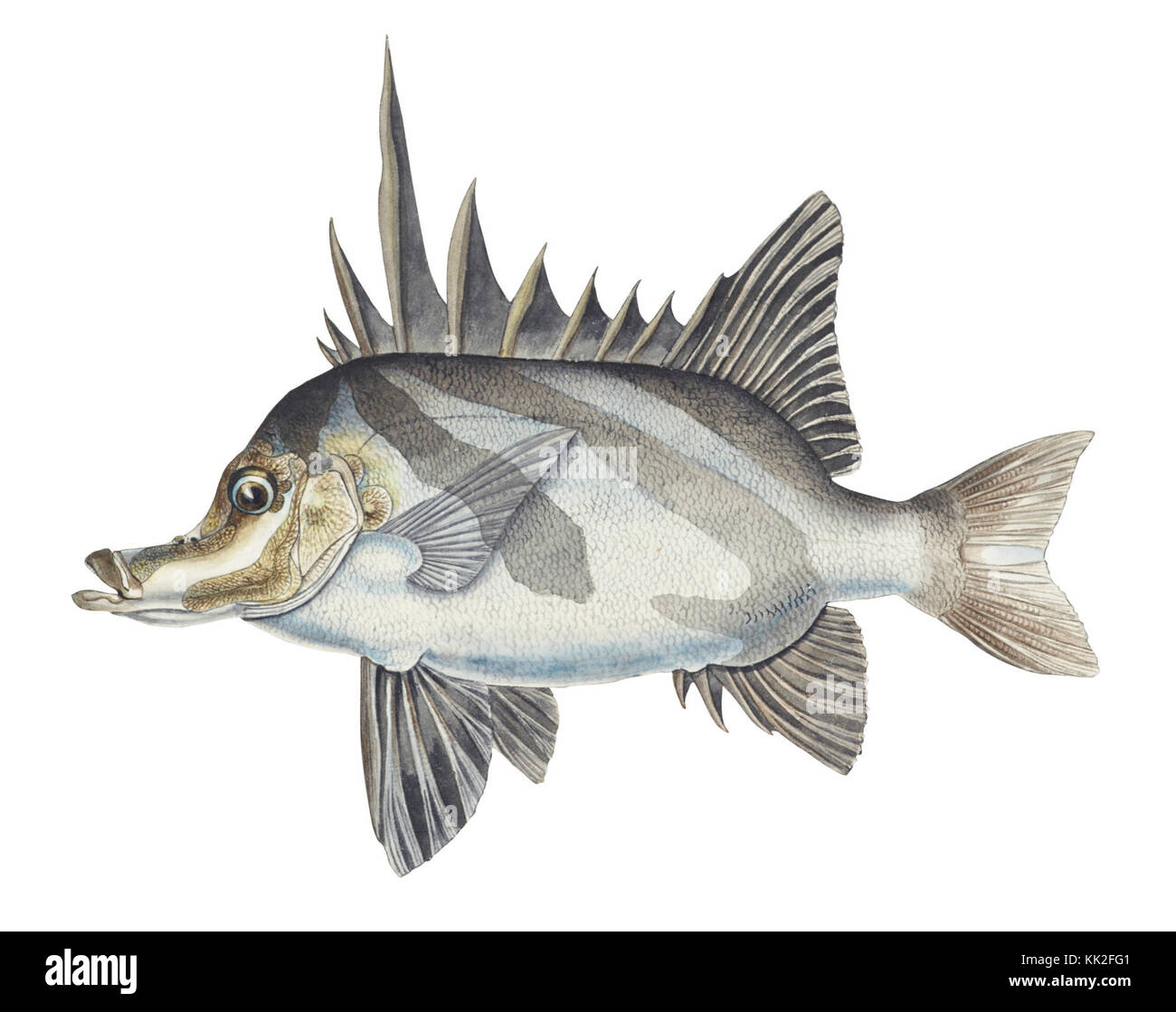 Southern Pacific fishes illustrations by F.E. Clarke 19 Stock Photo