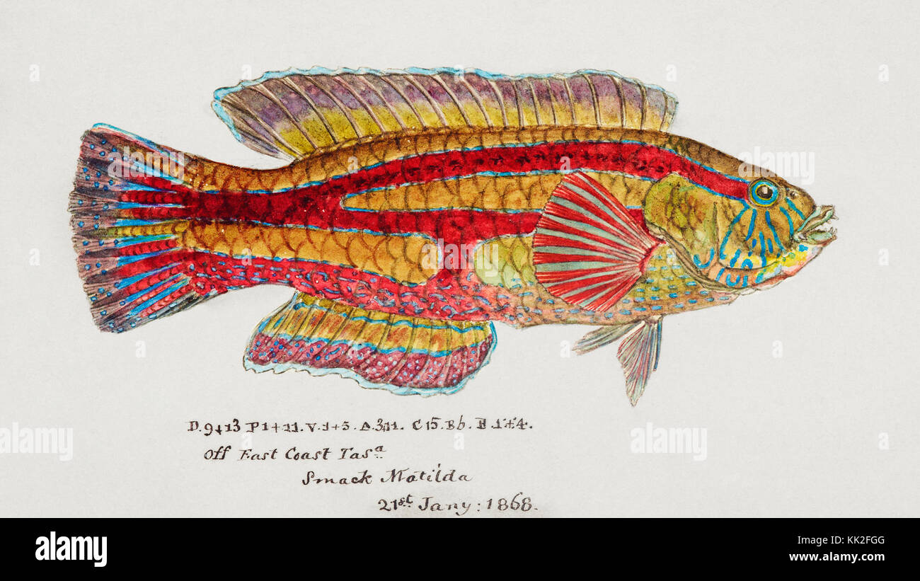 Southern Pacific fishes illustrations by F.E. Clarke 34 Stock Photo