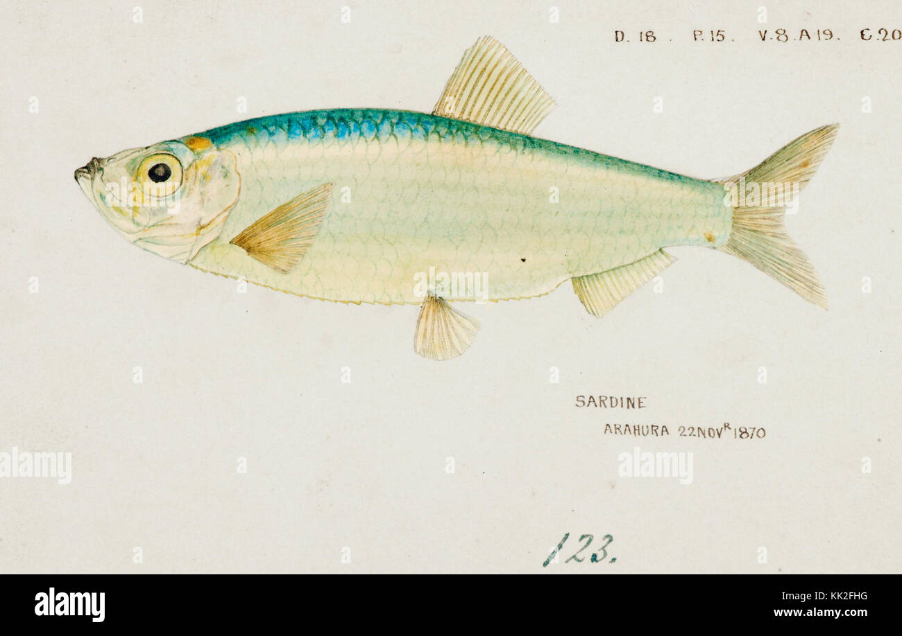 Southern Pacific fishes illustrations by F.E. Clarke 55 Stock Photo