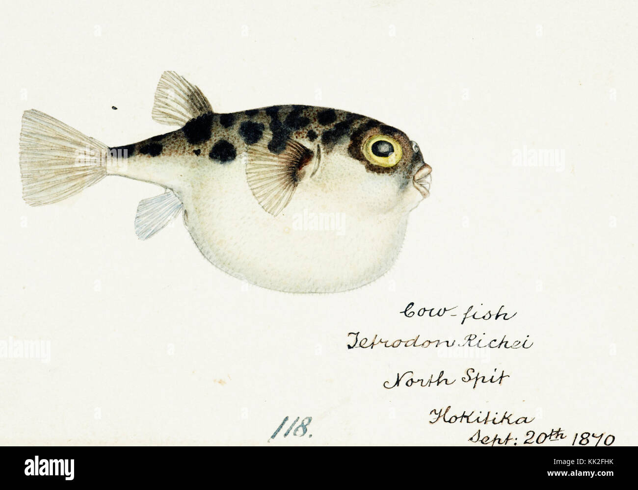 Southern Pacific fishes illustrations by F.E. Clarke 57 Stock Photo