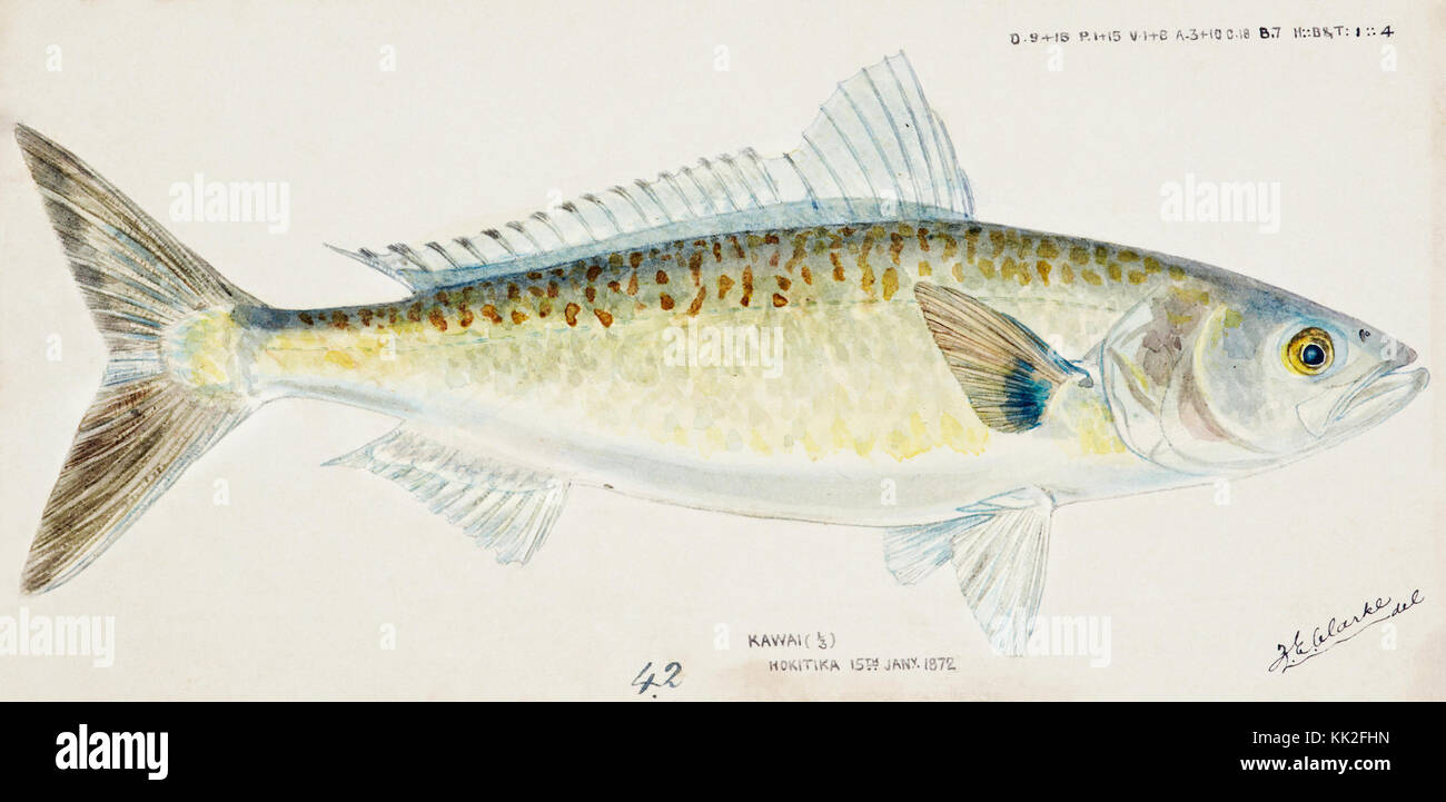 Southern Pacific fishes illustrations by F.E. Clarke 62 Stock Photo