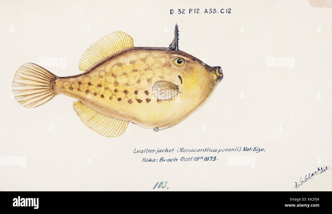 Southern Pacific fishes illustrations by F.E. Clarke 69 Stock Photo