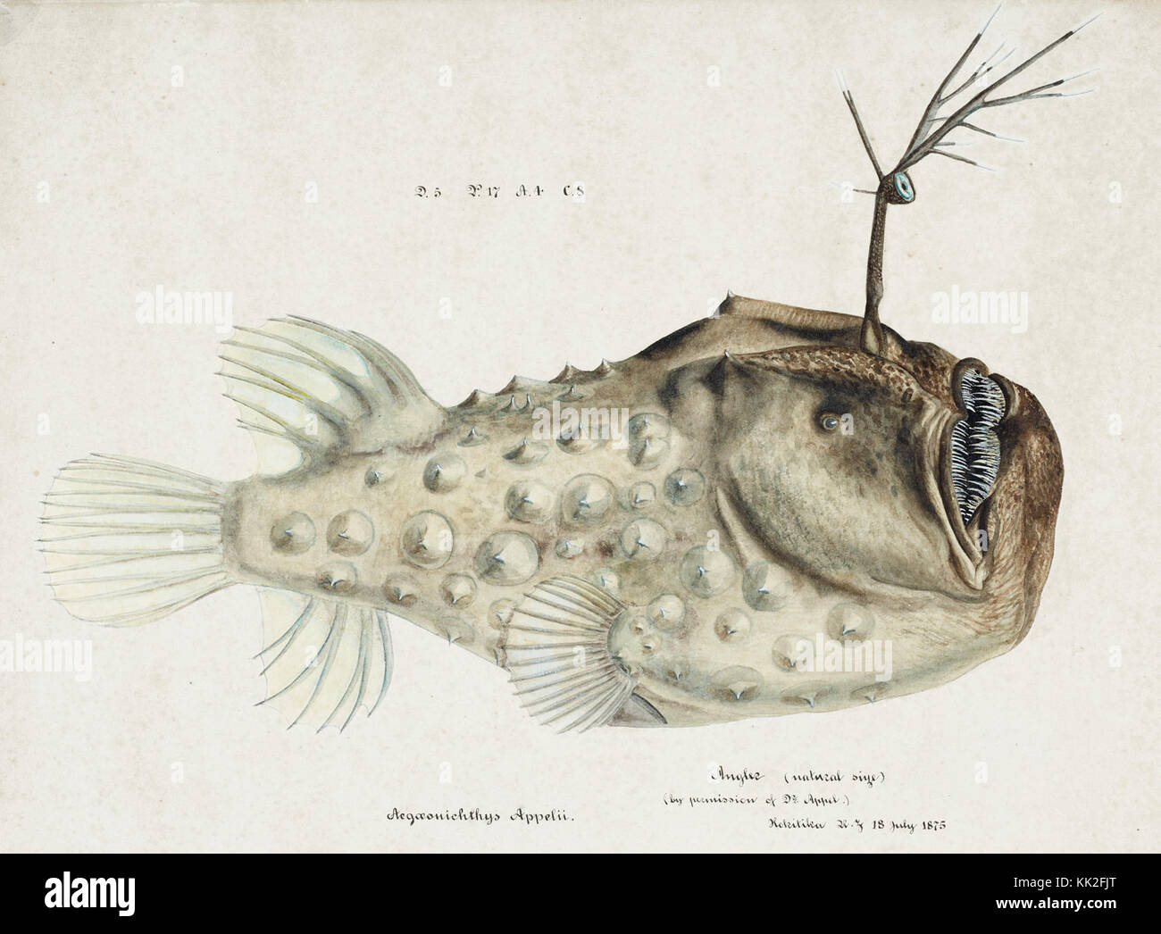 Southern Pacific fishes illustrations by F.E. Clarke 77 Stock Photo