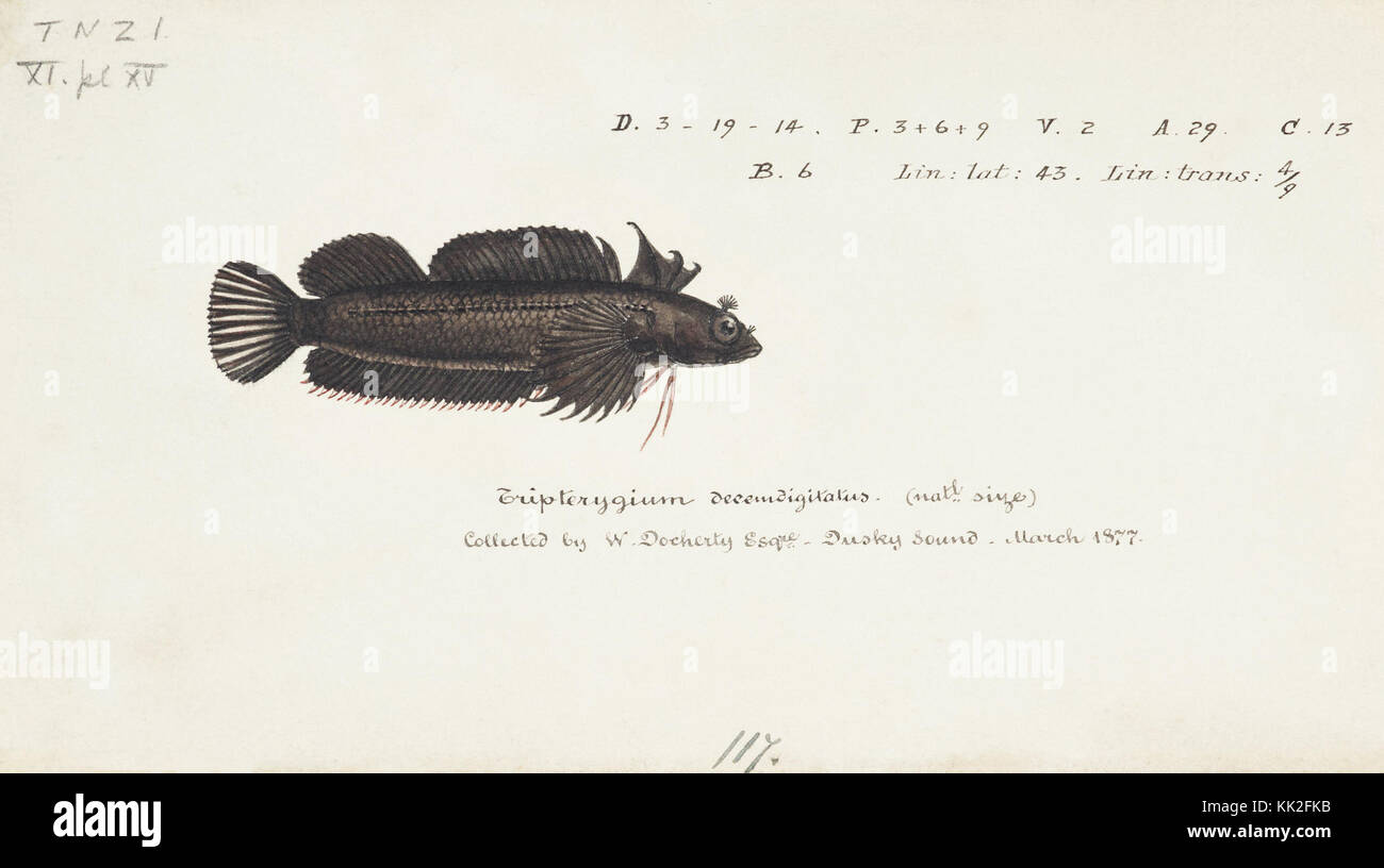 Southern Pacific fishes illustrations by F.E. Clarke 92 Stock Photo