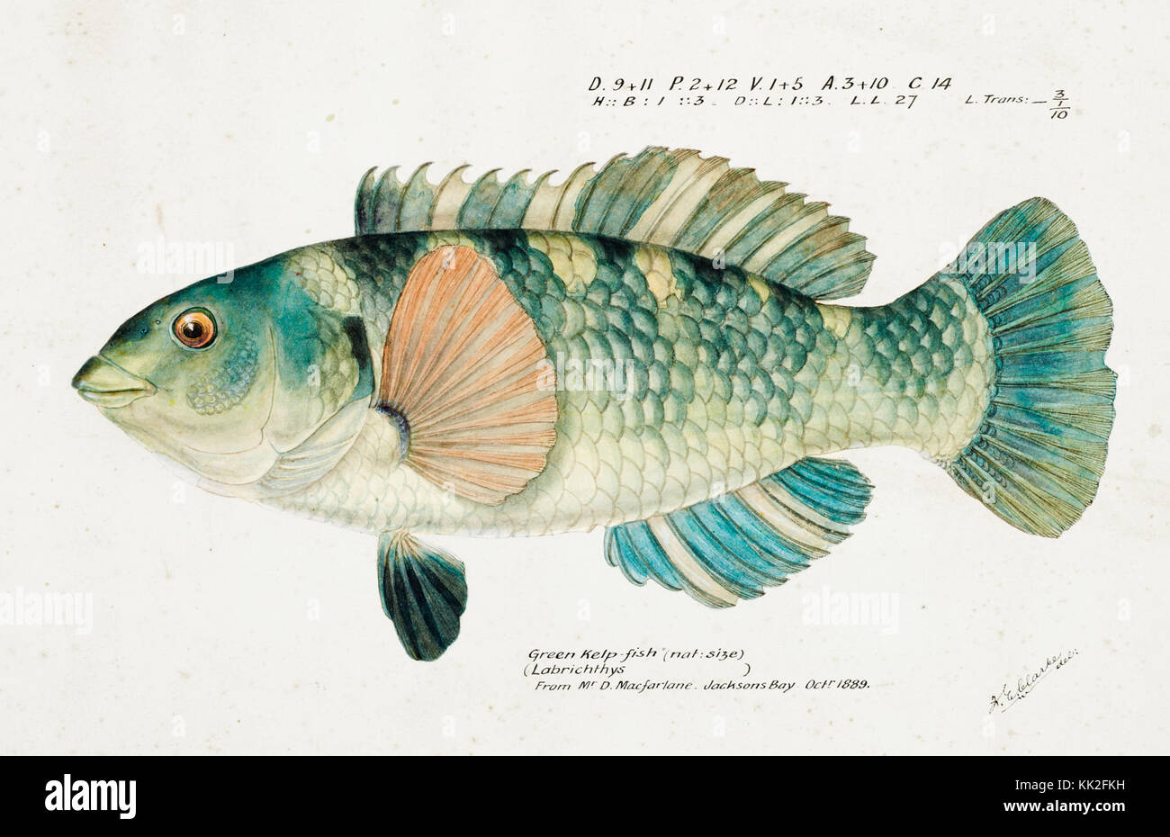 Southern Pacific fishes illustrations by F.E. Clarke 99 Stock Photo