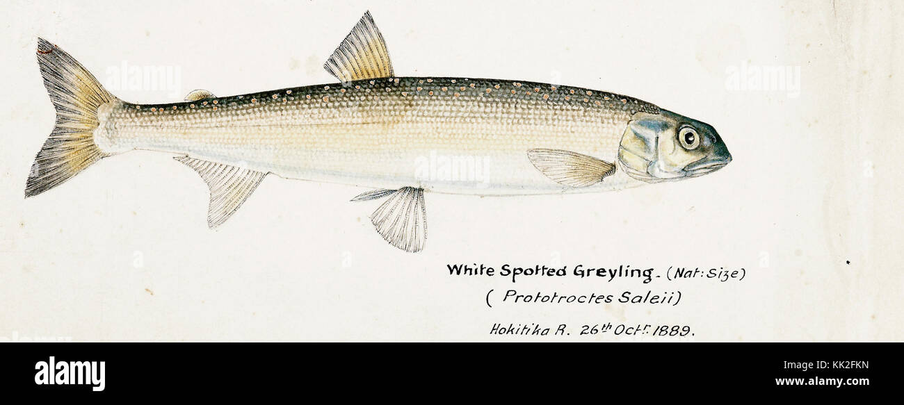Southern Pacific fishes illustrations by F.E. Clarke 100 Stock Photo