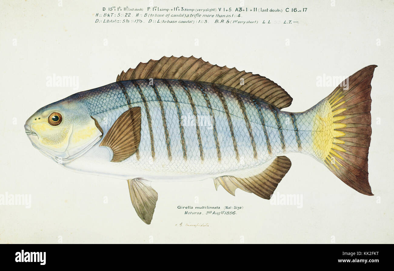 Southern Pacific fishes illustrations by F.E. Clarke 103 Stock Photo