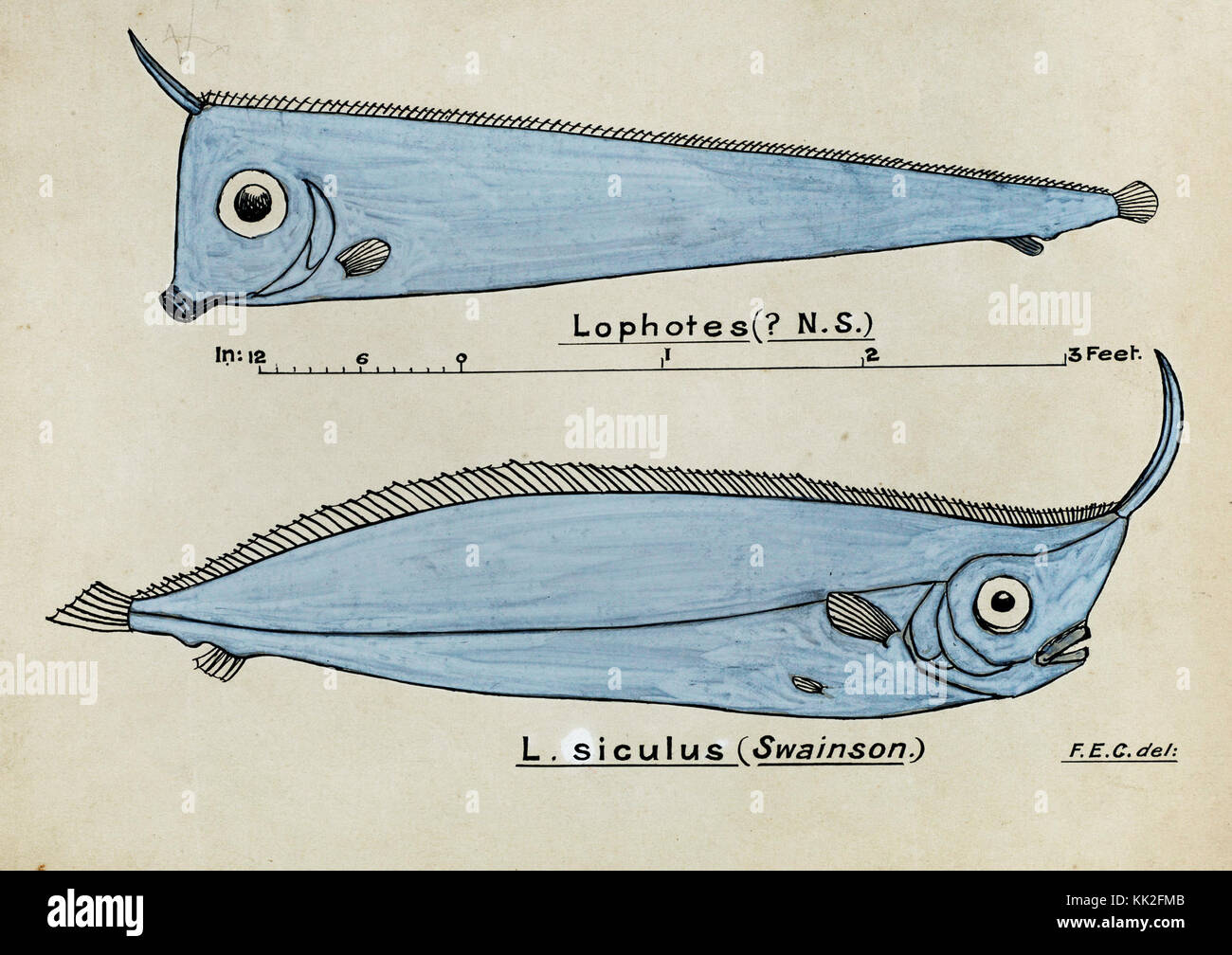 Southern Pacific fishes illustrations by F.E. Clarke 109 Stock Photo