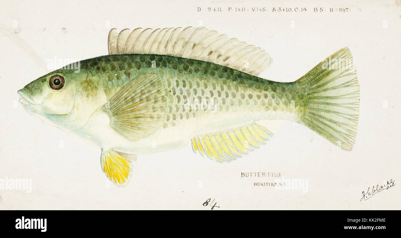 Southern Pacific fishes illustrations by F.E. Clarke 113 Stock Photo