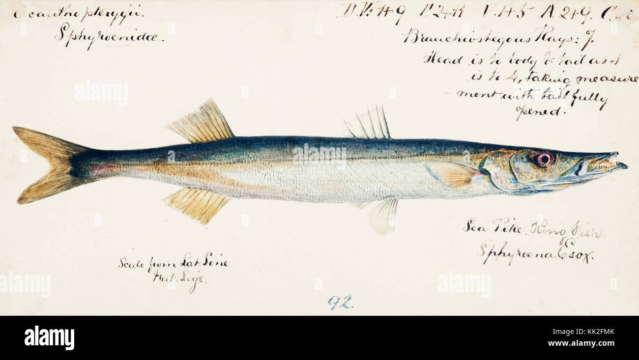 Southern Pacific fishes illustrations by F.E. Clarke 116 Stock Photo