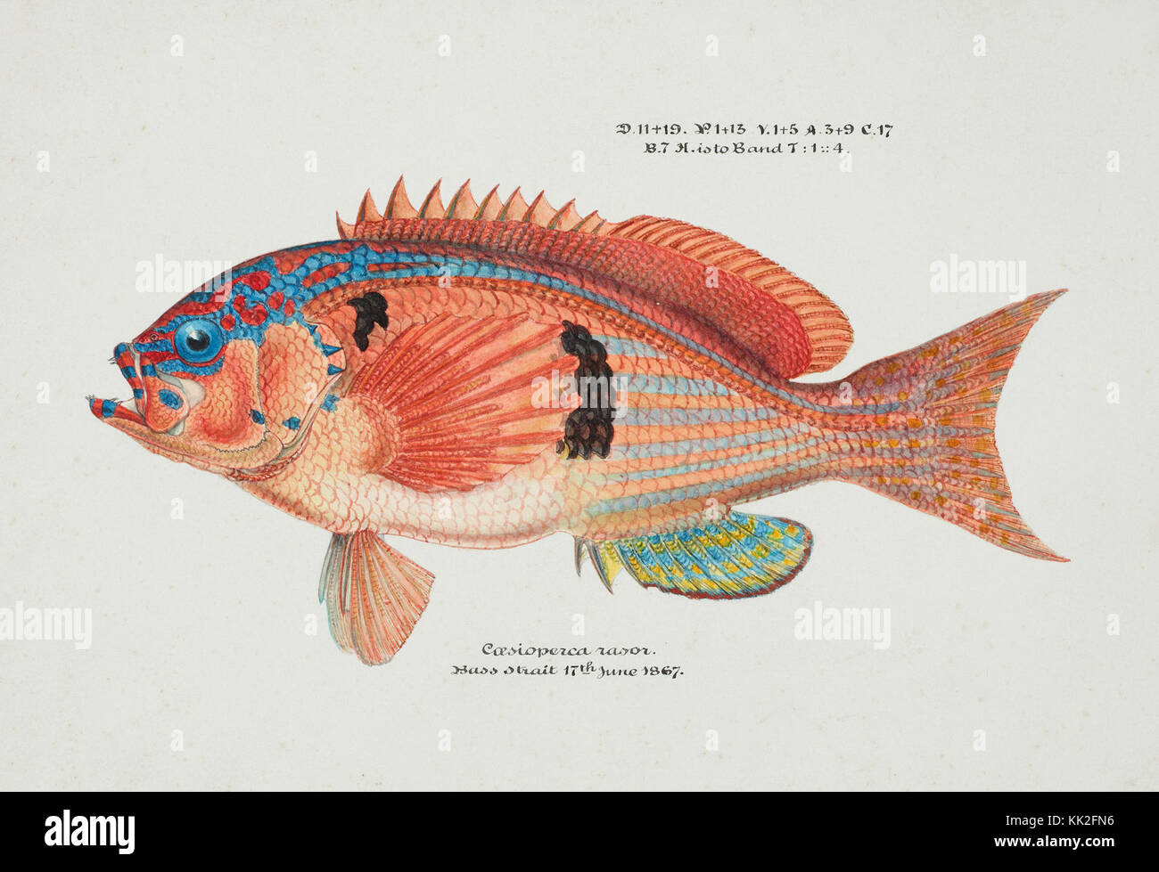 Southern Pacific fishes illustrations by F.E. Clarke 9 Stock Photo