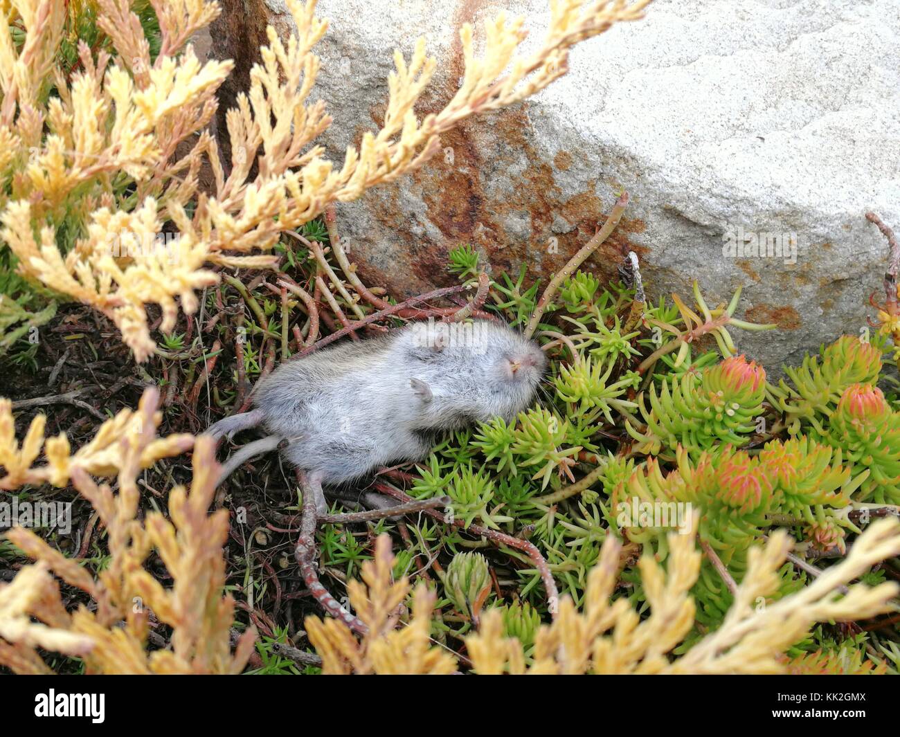 Dead field mouse in the garden lies on the back Stock Photo