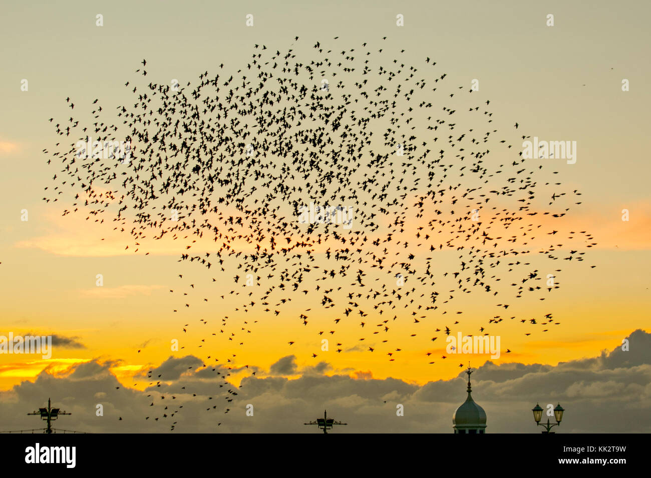 Blackpool, Lancashire, UK 28th November, 2017. UK Weather. Spectacular Starling flocks mumurate at sunset as thousands of starlings gather at the onset of a cold northerly winds on the west coast.   Regulated by in inbuilt light meter these flocks assemble, at sunset, from far and wide to john a communal roost under the North Pier. The murmur or chatter, the interaction between the huge numbers as they fly, is quite intense and is thought to form part of a communication of sorts. Credit. MediaWorldImages/AlamyLiveNews Stock Photo