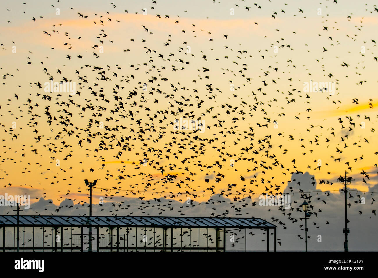 Blackpool, Lancashire, UK 28th November, 2017. UK Weather. Spectacular Starling flocks mumurate at sunset as thousands of starlings gather at the onset of a cold northerly winds on the west coast.   Regulated by in inbuilt light meter these flocks assemble, at sunset, from far and wide to john a communal roost under the North Pier. The murmur or chatter, the interaction between the huge numbers as they fly, is quite intense and is thought to form part of a communication of sorts. Credit. MediaWorldImages/AlamyLiveNews Stock Photo