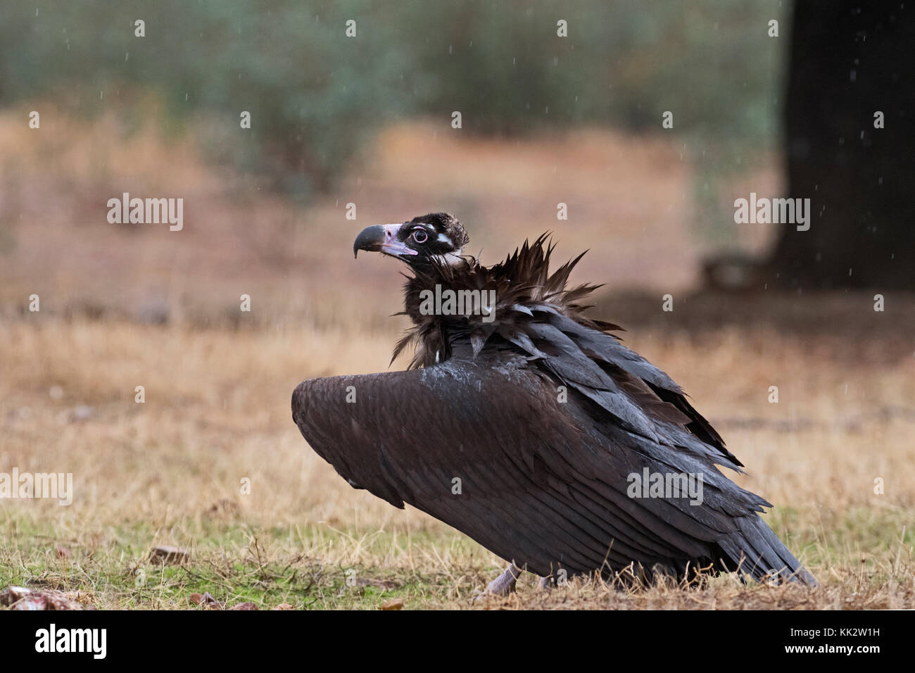 Extremadura, Spain. 28th November, 2017. the end to the long running drought in Extremadura, Spain. 28th Nov, 2017. as a Black Vulture bathes in the heavy rain near Caceres Credit: David Tipling Photo Library/Alamy Live News Stock Photo