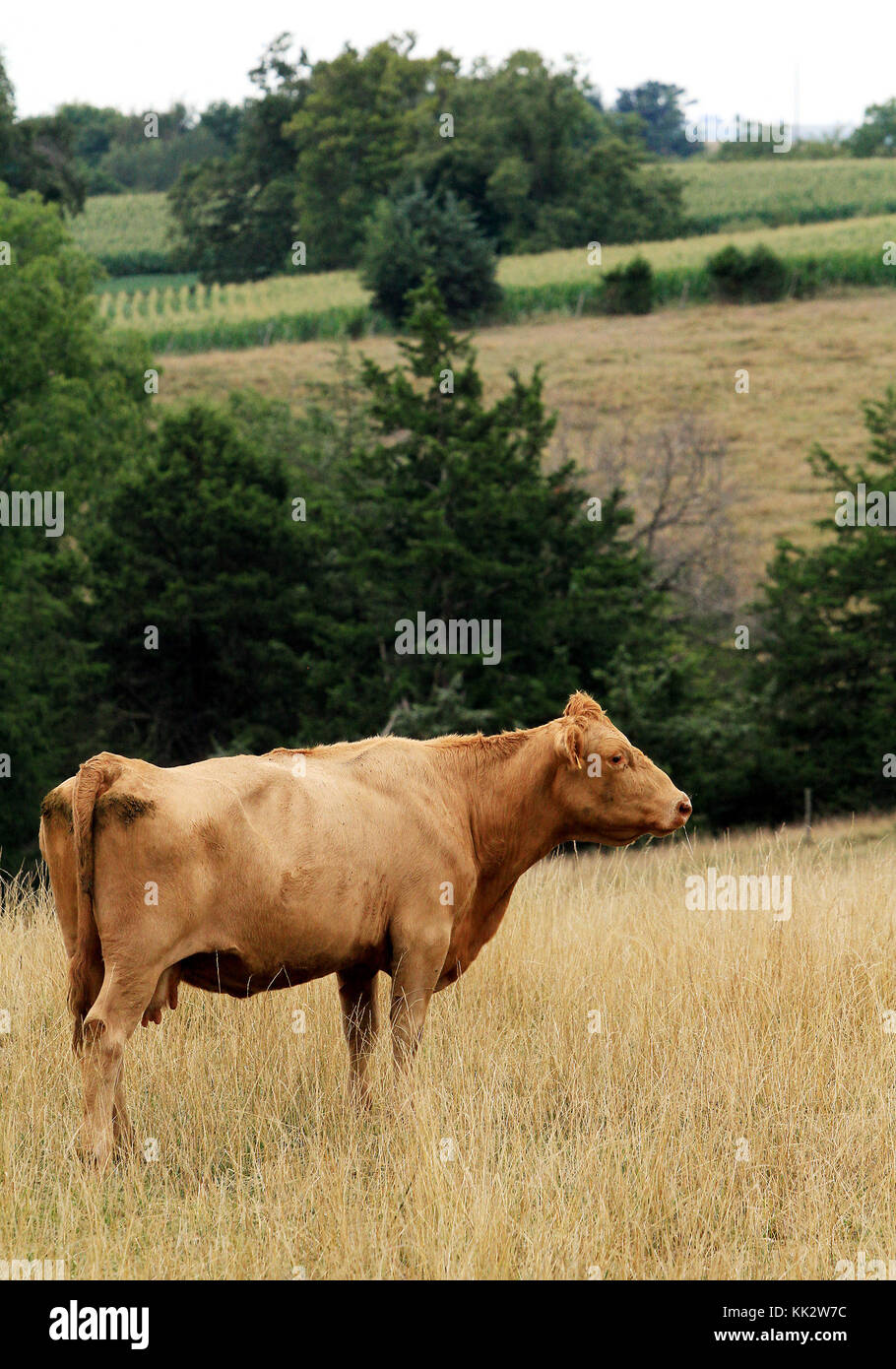 Haying times hires stock photography and images Alamy