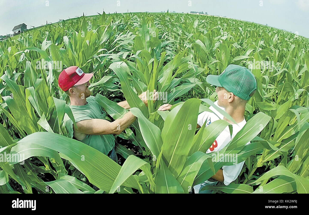 Iowa, USA. 20th Nov, 2017. Larry Geurink (L) and his son Nathan, 17, walk through their 75 acres of corn on their rural Davenport, Iowa farm just checking on its growth. Most of the corn is standing about six feet tall, which is above average for this time of year in Iowa. The average height in Illinois is about 49'' which is below the average due to excessive amounts of rain according to the USDA. Credit: John Schultz/Quad-City Times/ZUMA Wire/Alamy Live News Stock Photo