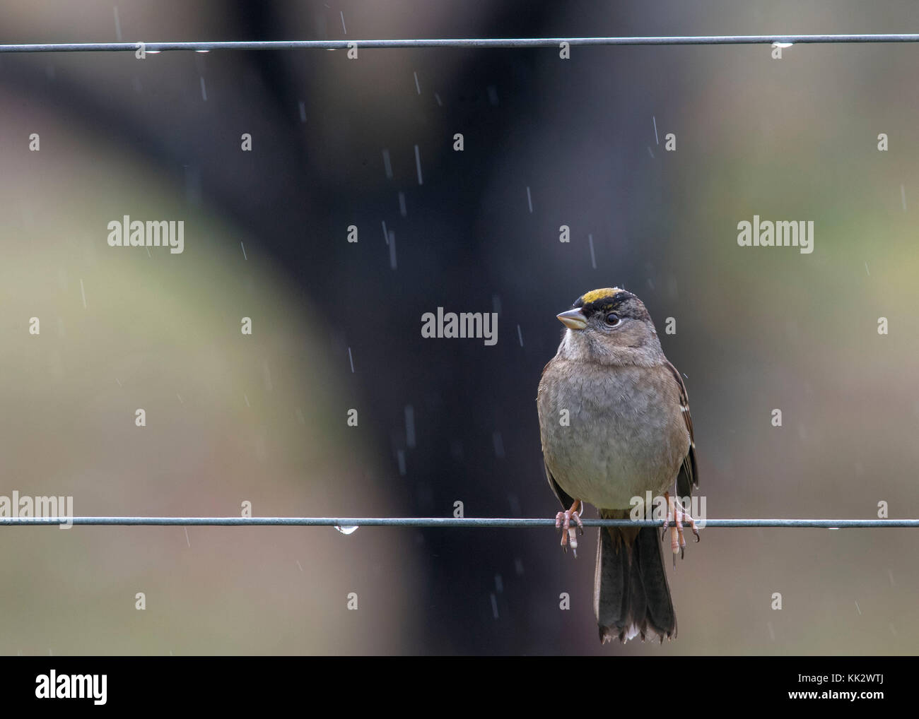 Elkton, OREGON, USA. 28th Nov, 2017. A small sparrow perches on an