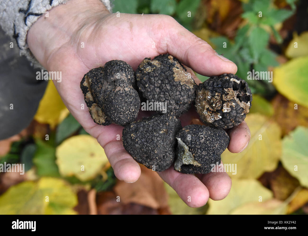Gunter Kahlow, who is known as 'trufflehunter', presents freshly