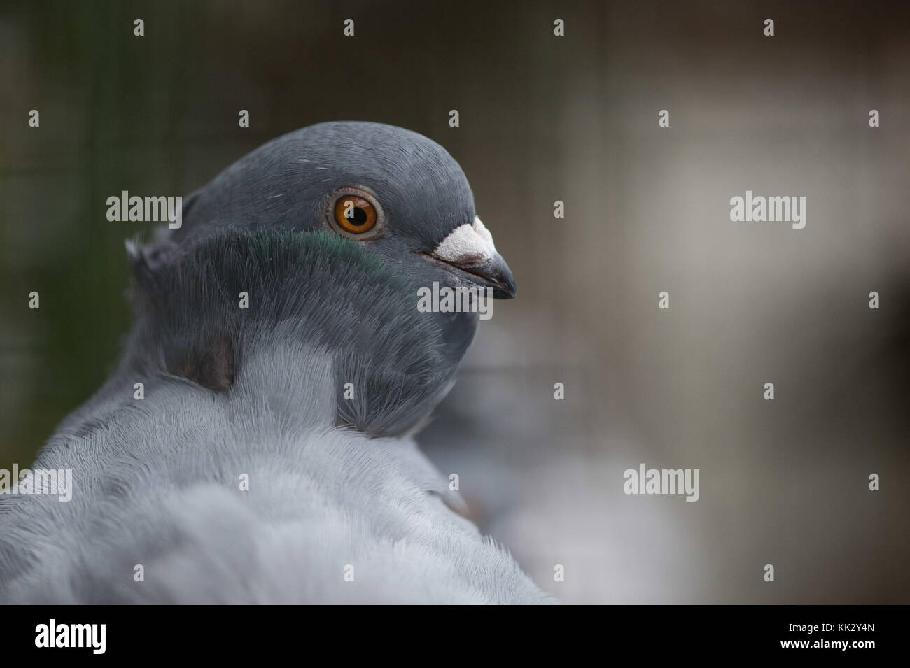 Chinese owl pigeons deals