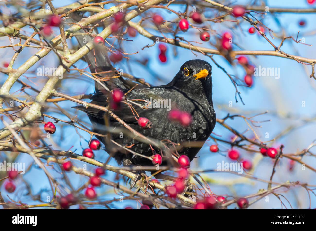 Common Blackbird (Turdus merula) perched in a tree with berries in Autumn, in the UK. Stock Photo