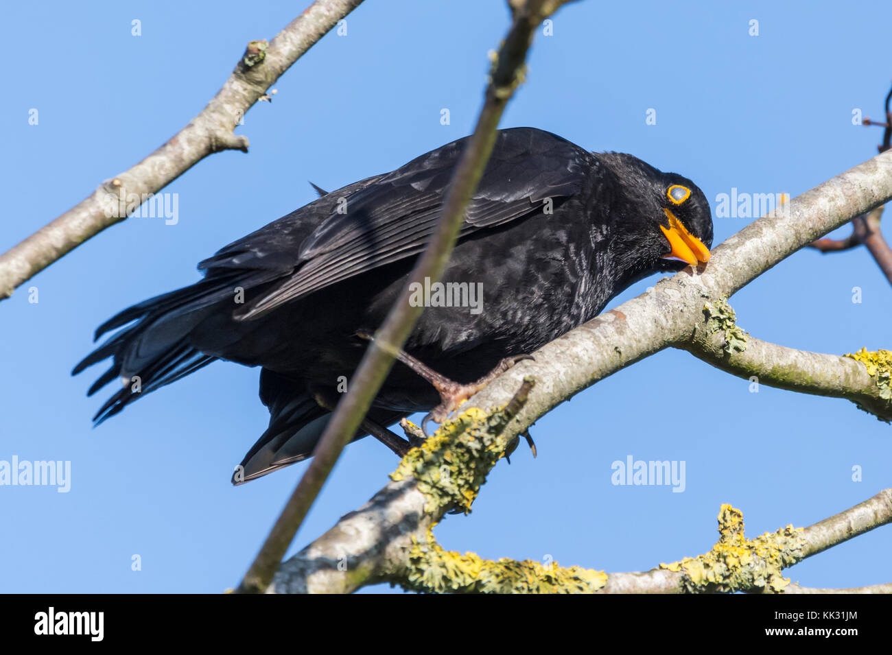 Blackbird (Turdus merula) perched on a tree branch resting it's head with eyes closed in Autumn in West Sussex, England, UK. Stock Photo